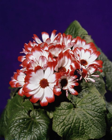 Flowers 086