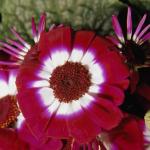 Flowers 087