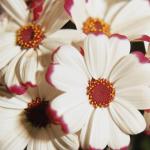 Flowers 088