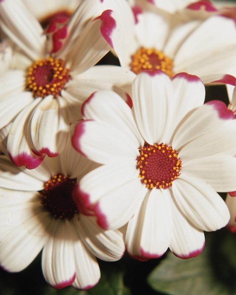 Flowers 088