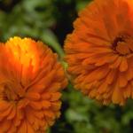 Flowers 089