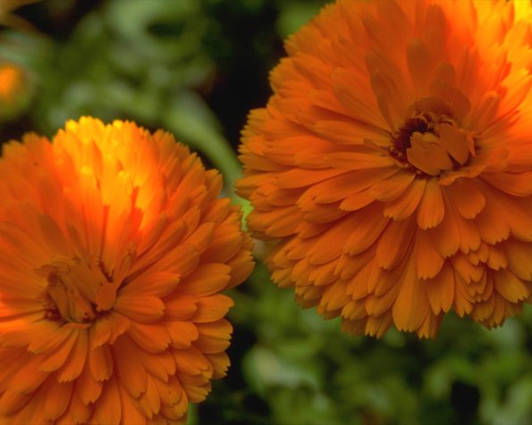 Flowers 089