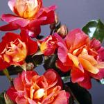 Flowers 090