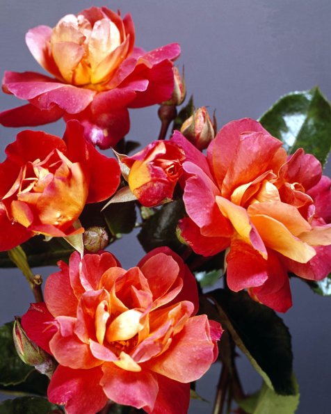 Flowers 090