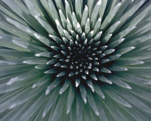 Flowers 091
