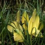 Flowers 092