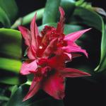 Flowers 093