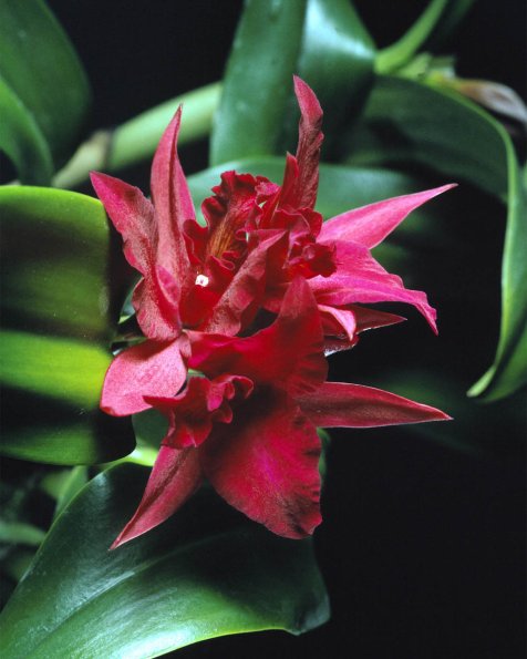 Flowers 093