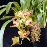 Flowers 094
