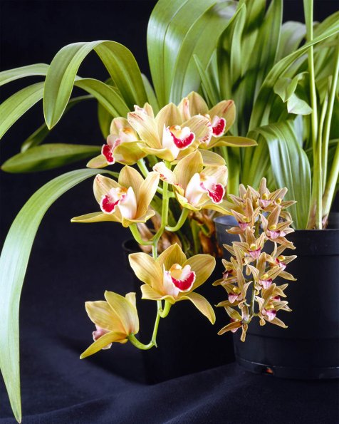 Flowers 094