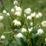 Flowers 095