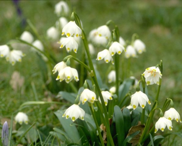 Flowers 095