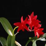 Flowers 096