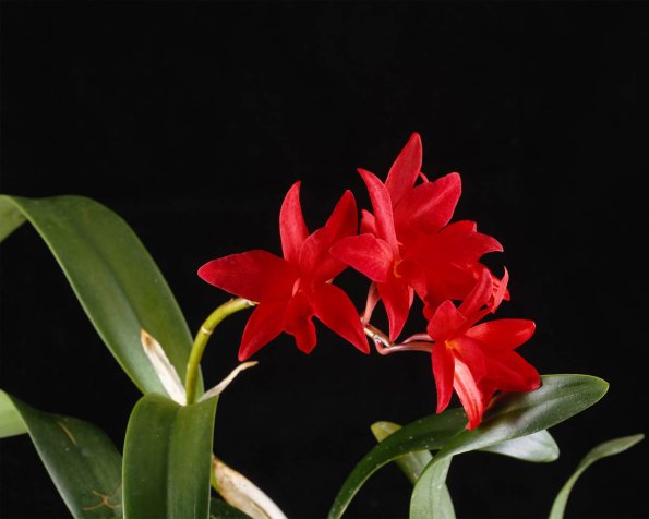Flowers 096
