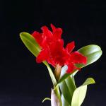 Flowers 097