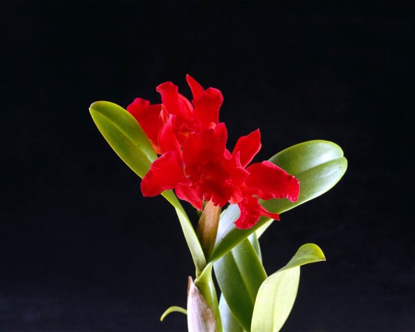 Flowers 097