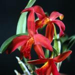 Flowers 098