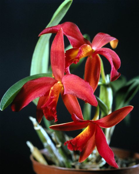 Flowers 098