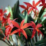 Flowers 099