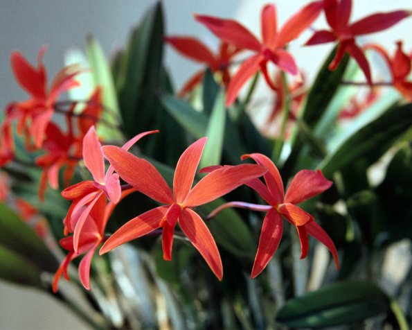 Flowers 099
