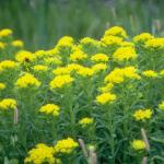 Flowers 102