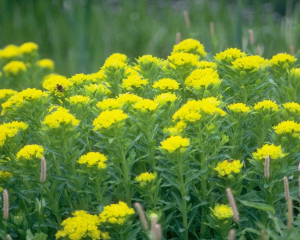 Flowers 102