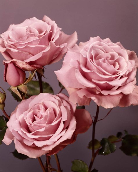 Flowers 104