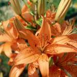 Flowers 105