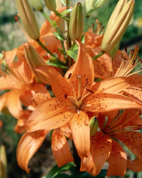 Flowers 105