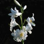Flowers 106
