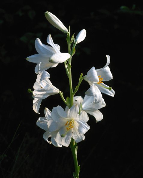 Flowers 106