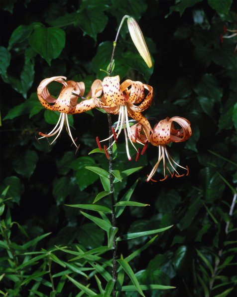 Flowers 107