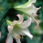 Flowers 108