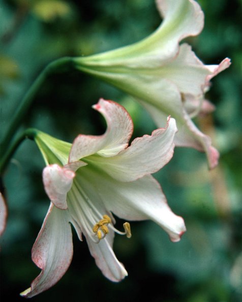 Flowers 108