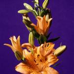 Flowers 109