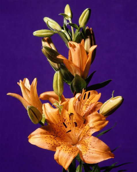 Flowers 109