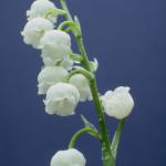 Flowers 110