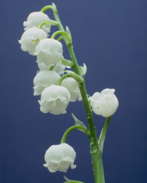Flowers 110