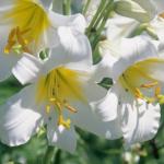 Flowers 111