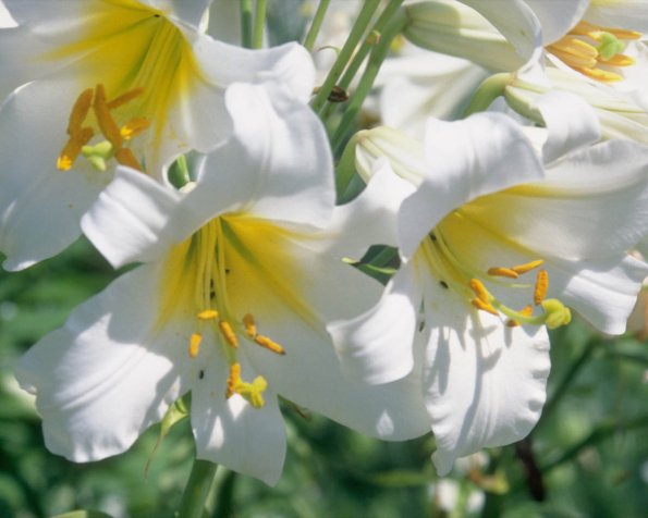 Flowers 111