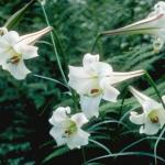 Flowers 112