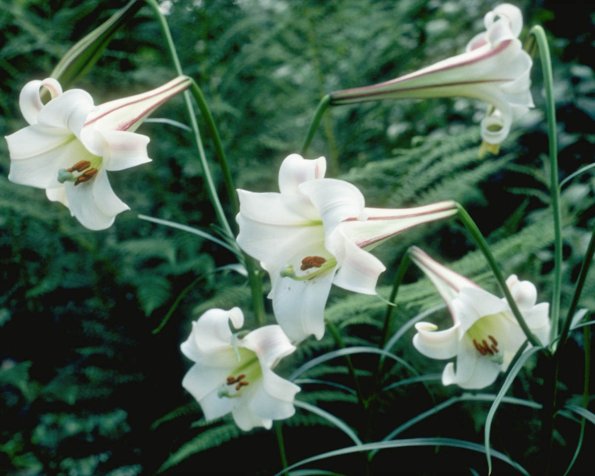 Flowers 112