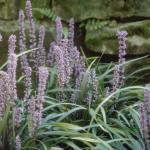Flowers 113