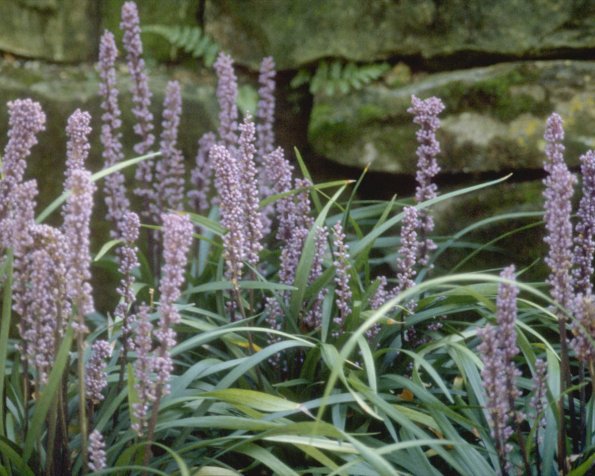 Flowers 113