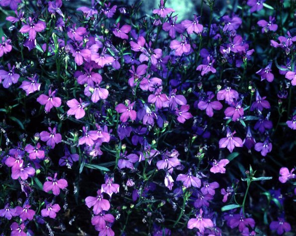 Flowers 114