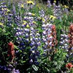Flowers 115