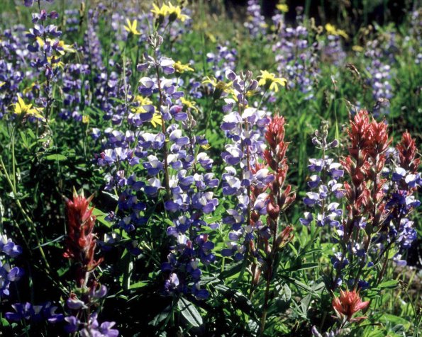 Flowers 115