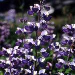 Flowers 116