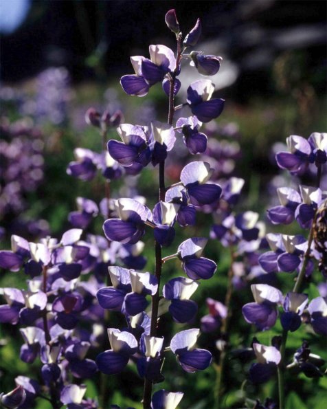 Flowers 116