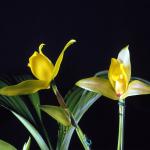 Flowers 117